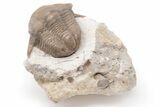 1.45" Wide, Thaleops Trilobite - Wisconsin - #199168-3